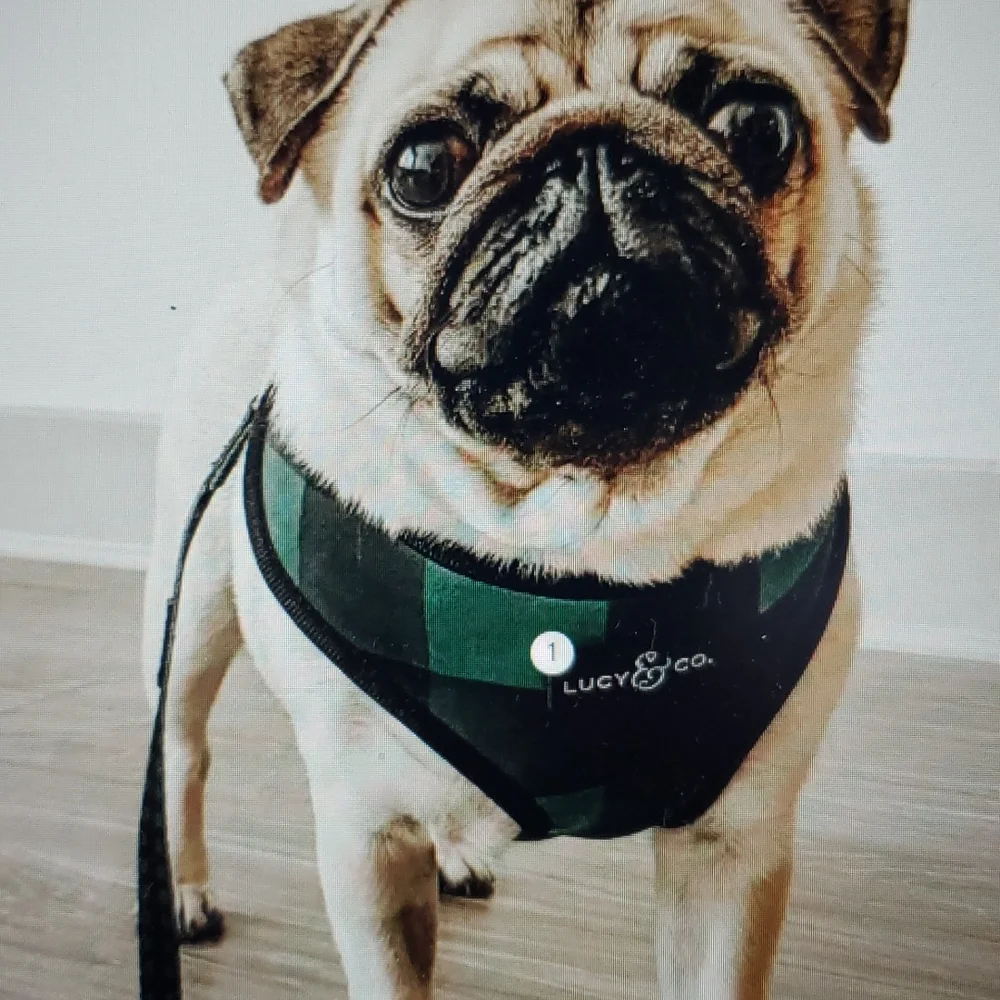 Lucy & Co Reversible Water Repellant Neoprene Harness